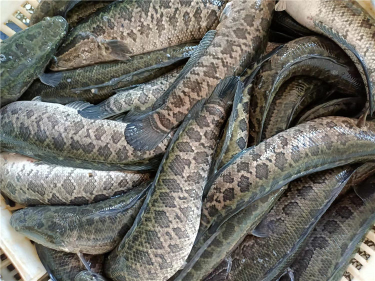 產品原料